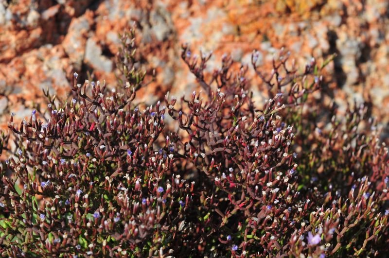 Limonium contortirameum